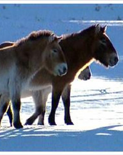 回家的路有多长（精编版）